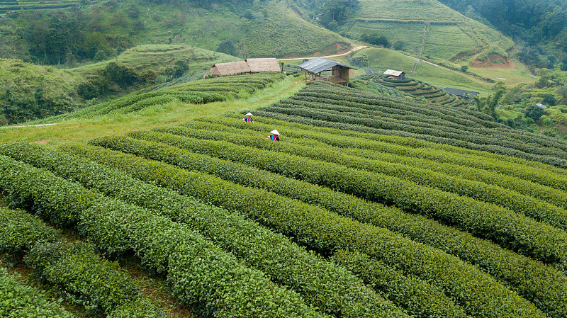 绿茶田的种植园和工人在早晨的时间收获茶叶。