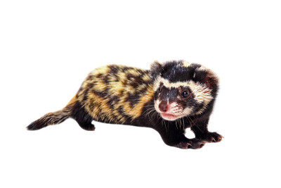 大理石斑猫(Vormela peregusna)在白色的背景。