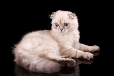 小猫