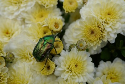 一只金光闪闪的玫瑰甲虫(cetonia aurata)爬在黄白色的菊花上。(菊科)开花，自然，宏观