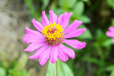 Zinnia花