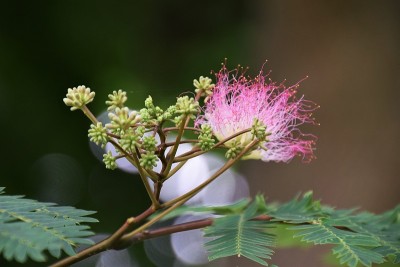 木棉树