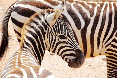 斑马头(Grant Equus quagga boehmi)