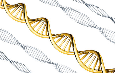 金色DNA与银色DNA，显性基因，分离在白色上