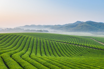 茶农场景观