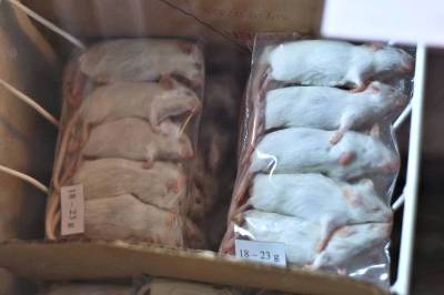 小白鼠被裹在塑料箔里