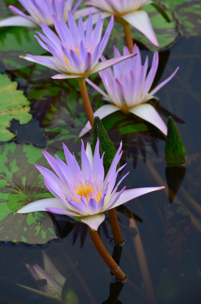 美丽的紫色莲花