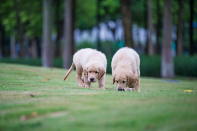 可爱的金毛寻回犬