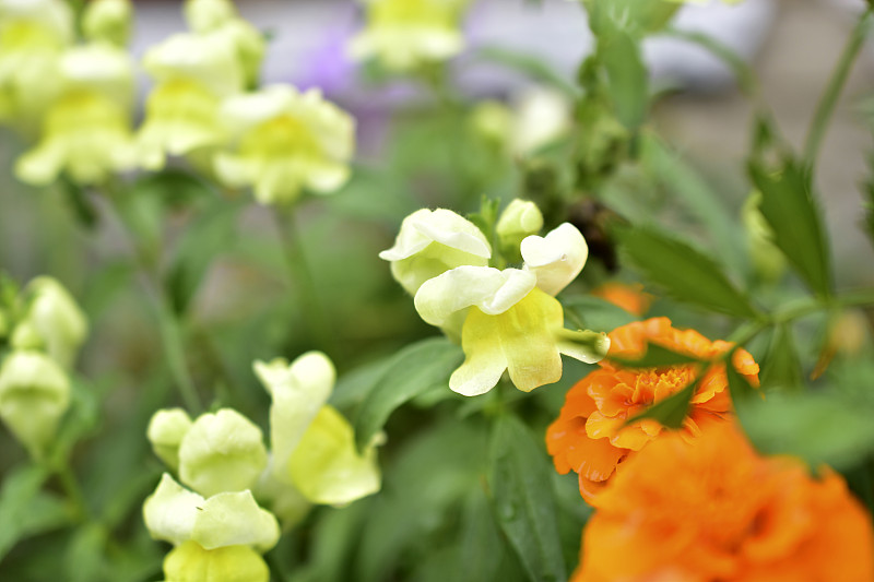 花园里有黄色的金鱼花和绿色的灌木