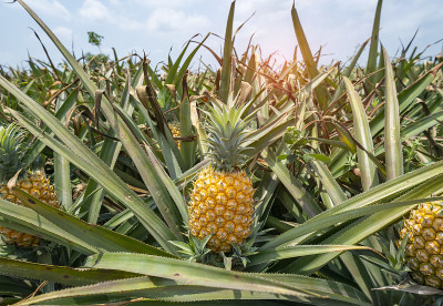 种植园里的菠萝水果