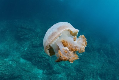 泰国海中的水母