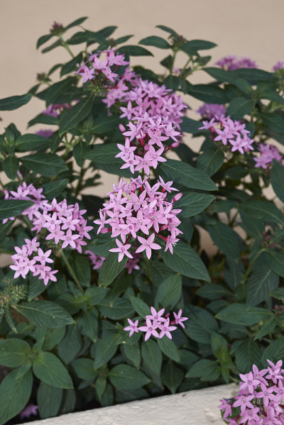 Pentas lanceolata