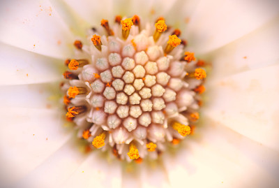 雏菊花