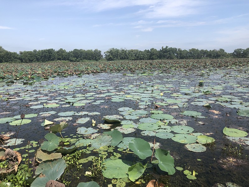 大的绿色睡莲叶子在一个浅湖和树的背景