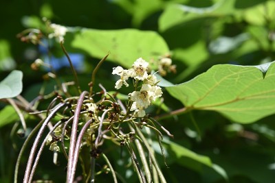 黄色，catalpa, catalpa ovata