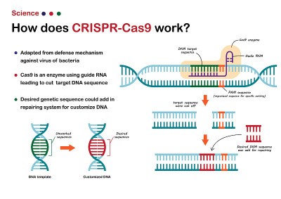 科学展示CRISPR - cas9作为一种新型的分子工程技术，可以剪切和编辑DNA基因序列