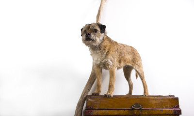 边境梗犬