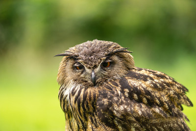 一只欧亚鹰鸮的肖像(Bubo Bubo)坐在外面的阳光下，以绿色为背景