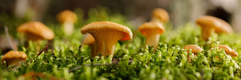 绿色森林苔藓上的鸡油菌。夏日森林里明亮的蘑菇。