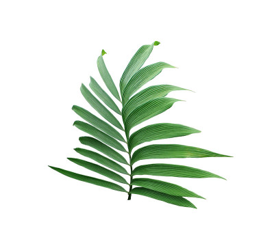 绿叶的棕榈树孤立在白色的背景