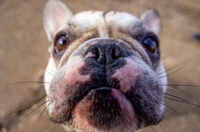 搞笑的法国斗牛犬抬头看了看