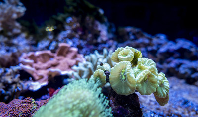 水族馆里附着在粗糙岩石表面的珊瑚群