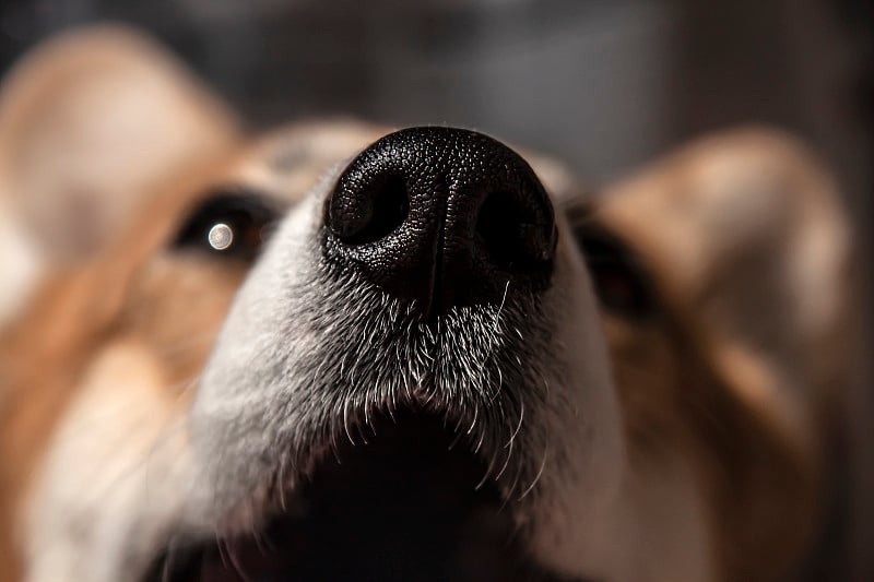 近距离观察威尔士柯基犬的黑鼻子。在阳光明媚的一天。美丽的漫画动物