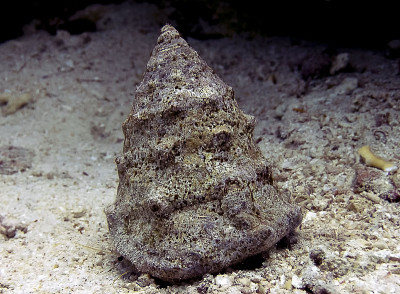 红海上壳(黄斑Trochus maculatus)