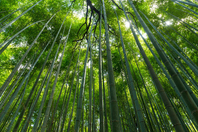 日本的竹林