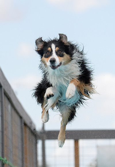 澳大利亚牧羊犬在空中