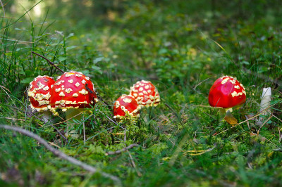 蝇木耳伞菌、白毒伞菌属苔藓