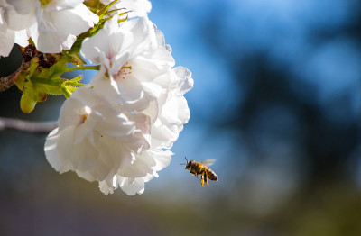 蜜蜂和樱花