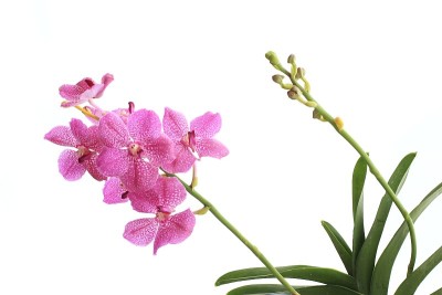 粉色兰花