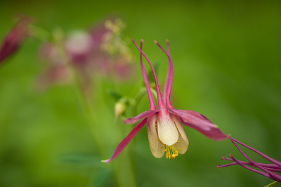 耧斗菜开花