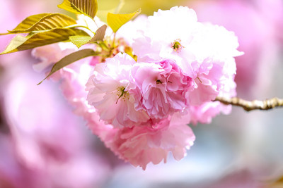 春天开花