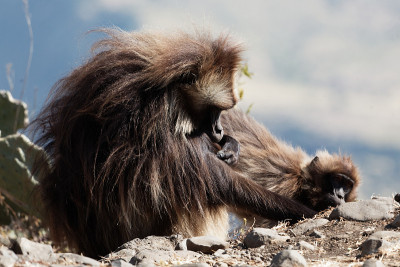 两个gelada狒狒(sitopithecus gelada)