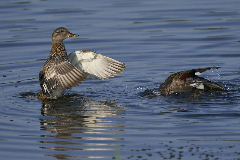 萨默塞特关卡的Gadwall