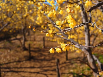 Chimonanthus praecox，日语叫Roubai