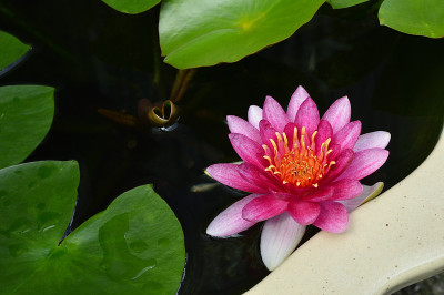 夏末，睡莲在水面上绽放