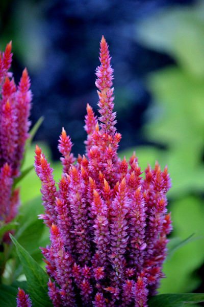 银色鸡冠花(Celosia argentea)