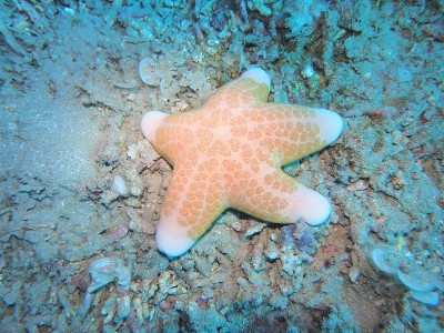 海星
