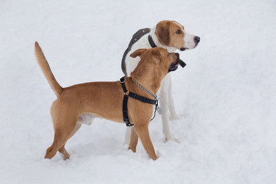 可爱的美国斗牛犬小狗和俄罗斯猎犬站在冬天公园的白雪上。宠物的动物。
