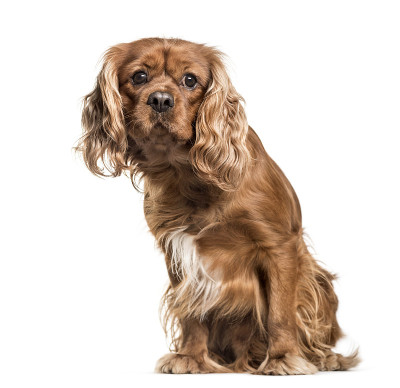 棕色骑士查尔斯王猎犬，坐着，孤立的白色