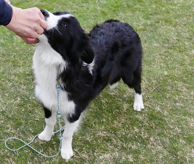 公园里的边境牧羊犬