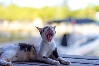 懒猫偏航