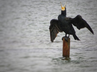 普尔公园的鸬鹚
