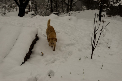 印度狗在大自然的雪地上奔跑和玩耍