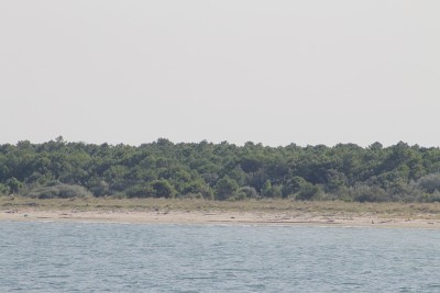 海