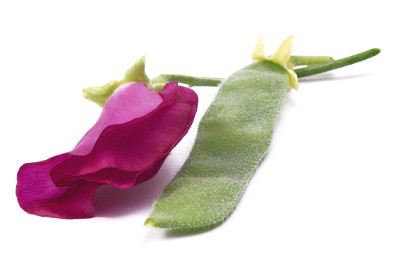 豆粉花