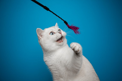 白色英国短毛猫玩羽毛玩具